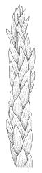 Climacium dendroides, branch detail. Drawn from A.J. Fife 6797, CHR 405507.
 Image: R.C. Wagstaff © Landcare Research 2014 